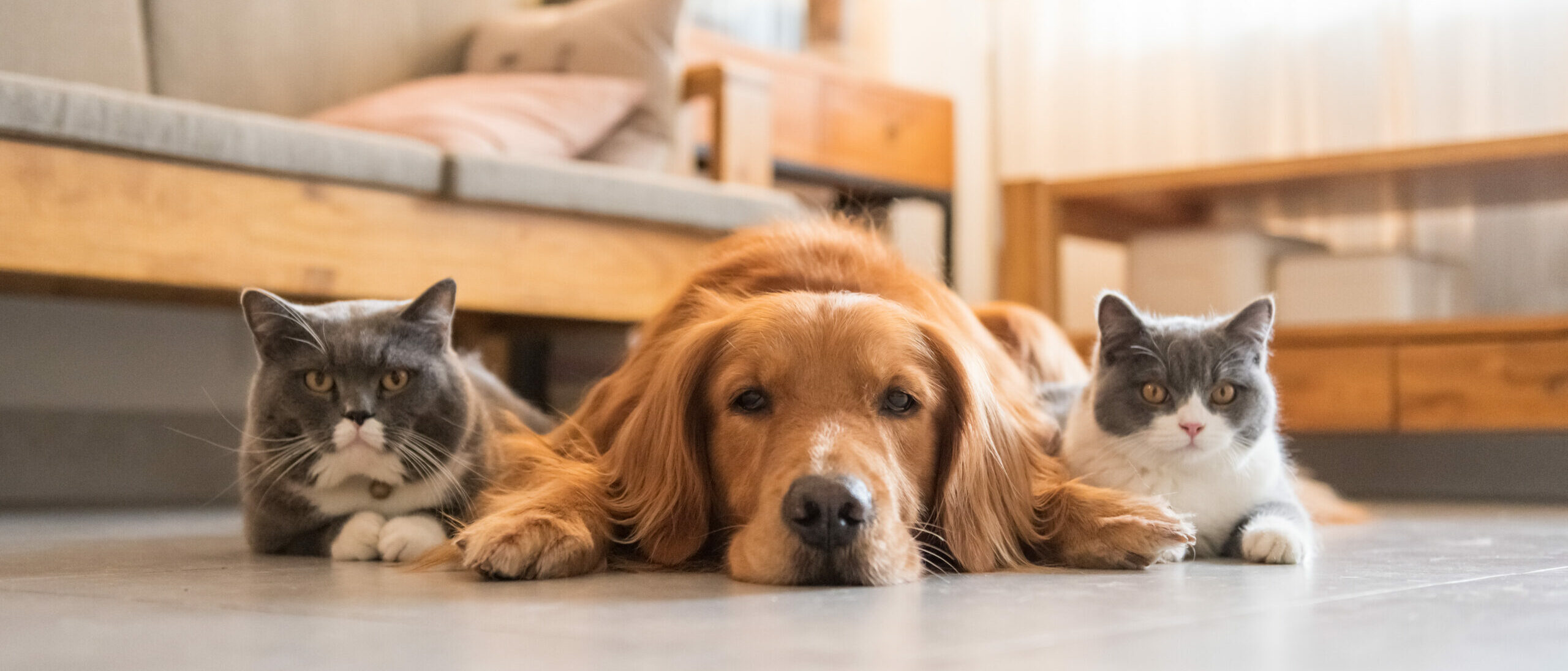 Olde Towne Pet Resort Data Breach Investigation